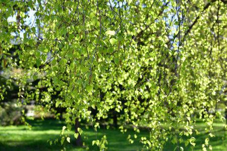 Young birch branches with a catkins in springの写真素材