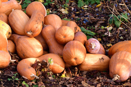 Ripe orange pumpkin lies in heap in natureの写真素材