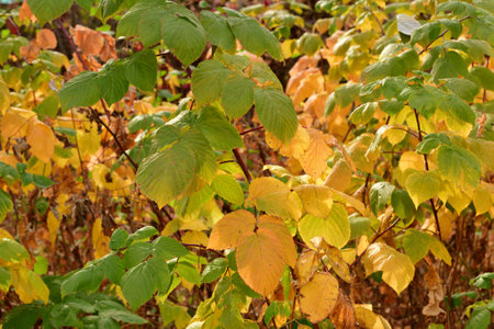 autumn raspberry bush with yellow leaves in gardenの写真素材