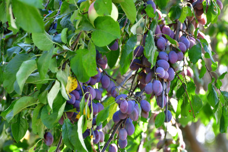 Many ripe plums on tree branch in the gardenの写真素材