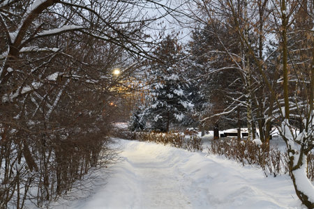 Snow-covered alley in winter park in Moscow, Russiaの写真素材