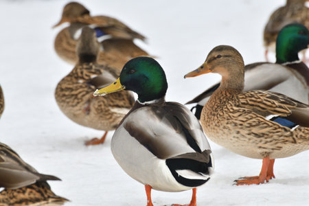 Male and female mallards stand in snow in winterの写真素材