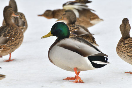 Male and female mallards stand in snow in winterの写真素材