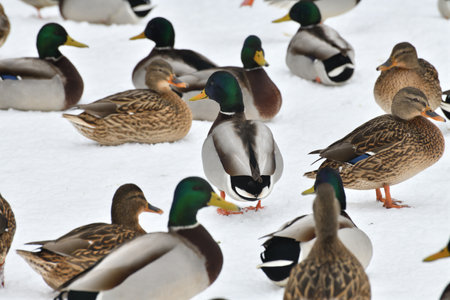 Male and female mallards stand in snow in winterの写真素材