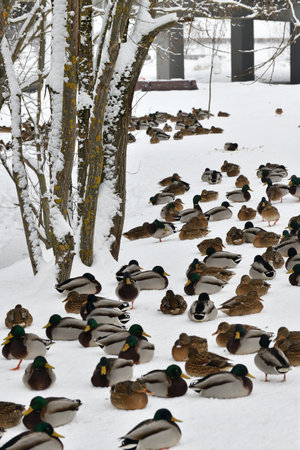 Male and female mallards in snow in winterの写真素材