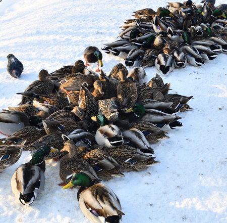 Male and female mallards in snow in winterの写真素材