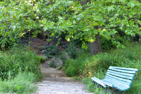 Landscape with Norway maple, old bench and the pathの写真素材