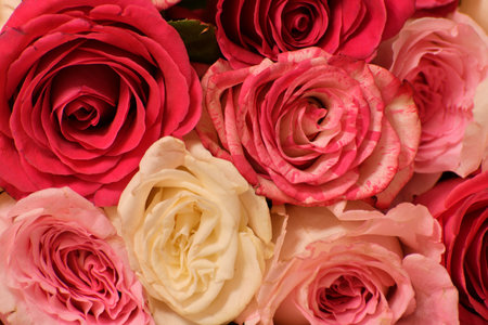 background of pink and yellow rosesの写真素材