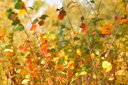 Young twigs of an autumn elm in the forestの写真素材