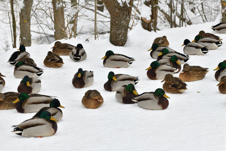 A flock of wild mallards sits on snow in parkの写真素材