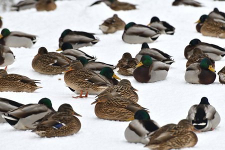 A flock of wild mallards sits on snow in parkの写真素材