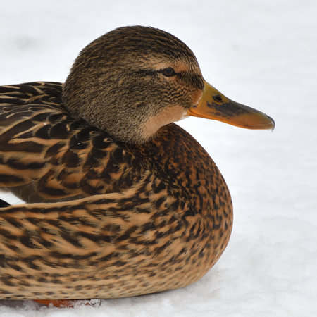One female mallard sitting on snowの写真素材
