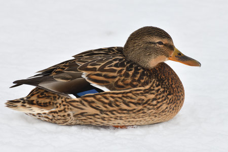 One female mallard sitting on snowの写真素材