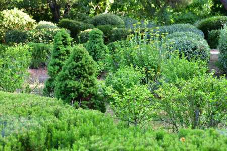 Landscaped park with a deciduous and coniferous trees and shrubsの写真素材