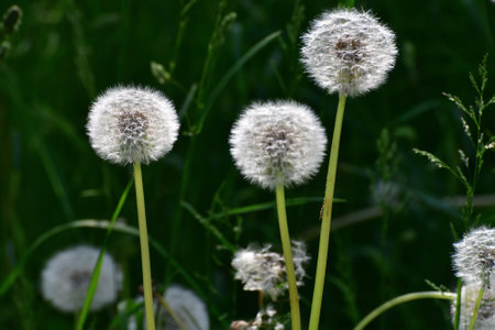Beautiful white dandelions with seeds in meadow