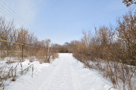 Rural winter road with trees on sidesの写真素材