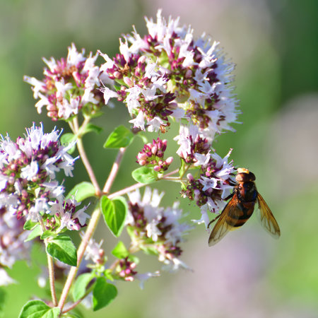 Volucella inanis - bee fly on flowering oreganoの写真素材