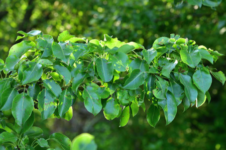 Large branch of an old pear treeの写真素材