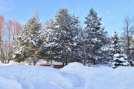 Snow-covered alley in awinter park in Moscow, Russiaの写真素材