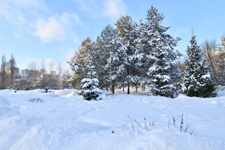 Snow-covered City Park in winter in Moscow, Russiaの写真素材