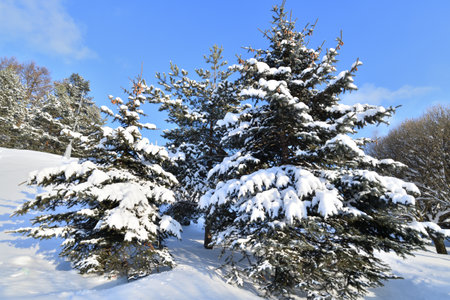 Spruce trees covered with snow in park, Russiaの写真素材