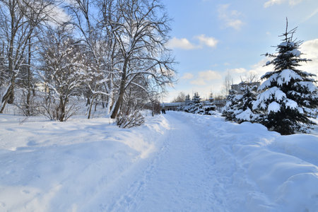 Snow-covered alley in awinter park in Moscow, Russiaの写真素材