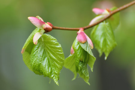 Young small linden leaves in early springの写真素材