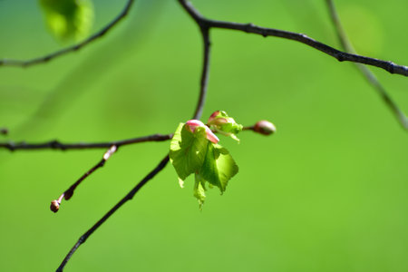 Young small linden leaves in early springの写真素材