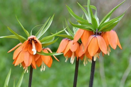 Fritillaria Imperialis rubra Maxima - bulbous flower blooming in an early springの写真素材