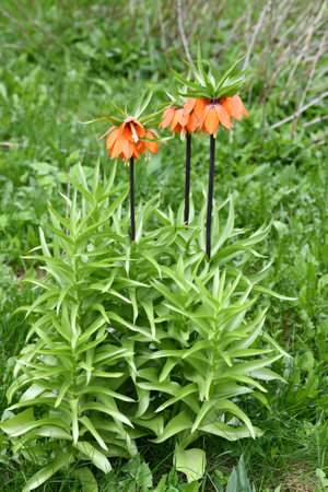 Fritillaria Imperialis rubra Maxima - bulbous flower blooming in an early springの写真素材