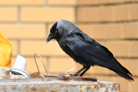 Jackdaw sits on edge of a garbage containerの写真素材