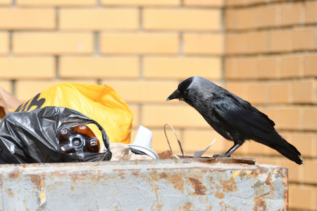 Jackdaw sits on edge of a garbage containerの写真素材