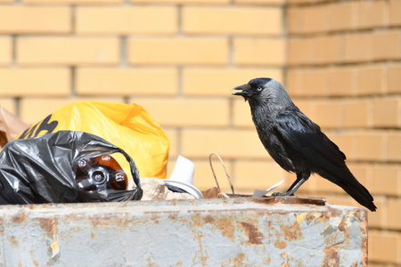 Jackdaw sits on edge of a garbage containerの写真素材