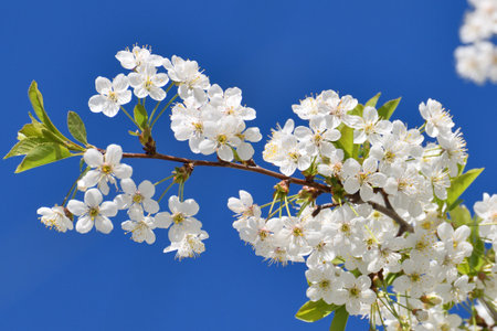 sprig of white cherry blossoms against a blue skyの写真素材