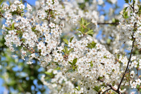 sprig of white cherry blossoms against a blue skyの写真素材