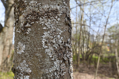 Parmelina tiliacea - a mushroom of foliose lichen family, growing on tree bark