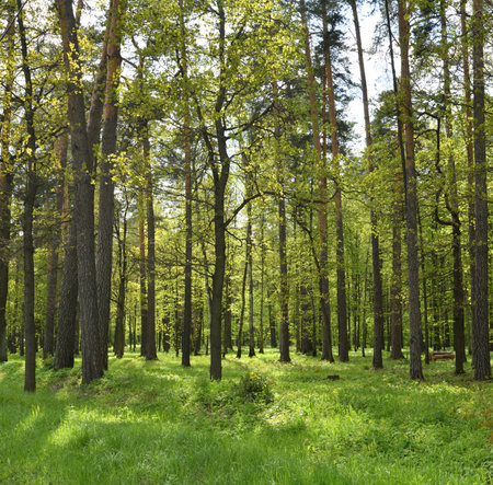 Forest with pine and birch trees on sunny summer dayの写真素材