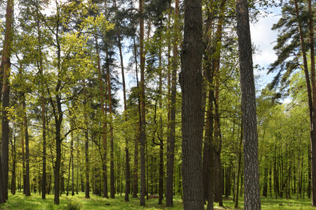 Forest with pine and birch trees on sunny summer dayの写真素材