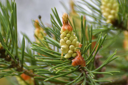 Young male cones of Scots pine