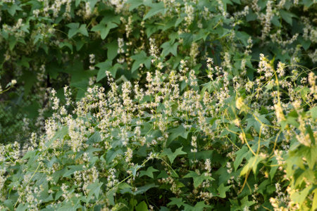 Echinocystis is a monotypic genus of annual herbaceous plants of Cucurbitaceae family.の写真素材