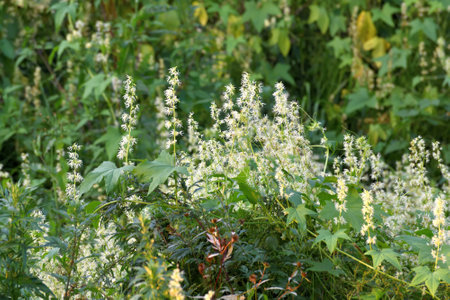 Echinocystis is a monotypic genus of annual herbaceous plants of Cucurbitaceae family.の写真素材