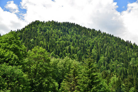 High mountain mixed forest of coniferous and deciduous trees on mountain slope in Abkhaziaの写真素材