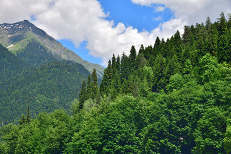 High mountain mixed forest of coniferous and deciduous trees on mountain slope in Abkhaziaの写真素材