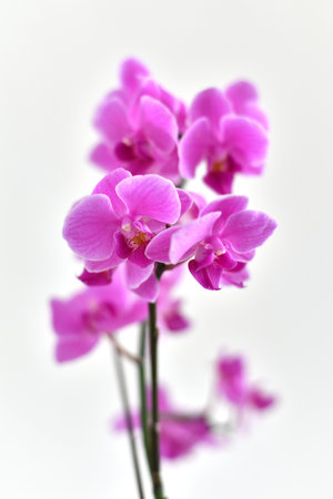 Abundantly blooming pink orchid on light backgroundの写真素材