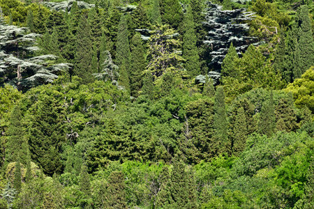 Background of coniferous trees. The Crimean natureの写真素材