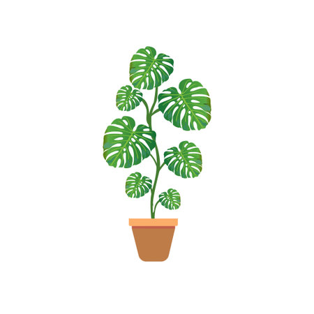 Green leaf of a tropical flower monstera isolated on white background.のイラスト素材