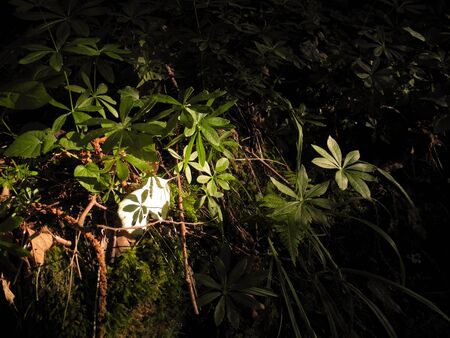Light area above the dark shadow of plant in forest. Spot of light on the leave. Beautiful whimsical shadow. Forest green micro world.の写真素材