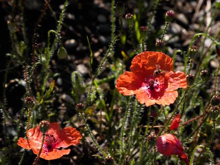 Macro high quality photo of wild poppies in the field with flying honey-bee. Fresh summer wildflowers in the meadow with beautiful buds, petals, thorns. Bright colorful spring mood picture.の写真素材