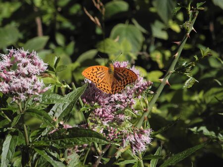 Macro photo of Sweet Joe-Pye-weed in the meadow with silver-washed fritillary or Argynnis paphia butterfly. Fresh summer pink, violet flowers in the morning. Bright colorful spring mood.の写真素材