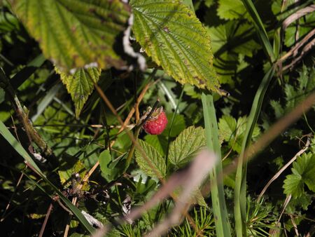 Macro photo of single one berry of wild mellow raspberry in the forest. Green plants on background. Nature gifts - Juicy fresh red berries. Harvest from forest thicket. Sunny day in the garden.の写真素材
